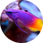 Saltwater Fish Saltwater Fish