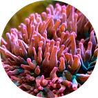 Live Coral Live Coral