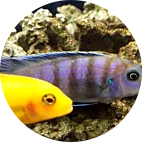 Freshwater Fish Freshwater Fish
