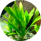 Aquarium Plants Aquarium Plants