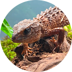 Reptiles Reptiles