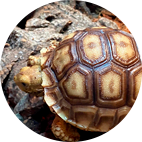 Turtles/Tortoises Turtles/Tortoises