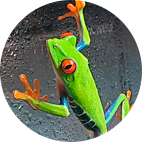 Amphibians (Frogs) Amphibians (Frogs)