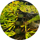 Pond Plants / Supplies Pond Plants / Supplies